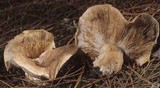 Tricholoma muskokense image
