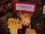 Ramaria gelatinosa image