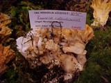 Ramaria celerivirescens image