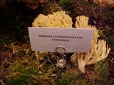 Ramaria cystidiophora var. citronella image