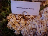 Ramaria rubiginosa image