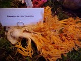 Ramaria leptoformosa image