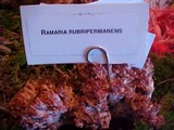 Ramaria rubripermanens image