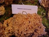 Ramaria subviolacea image