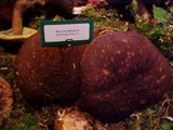Boletellus mirabilis image