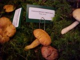 Chroogomphus tomentosus image