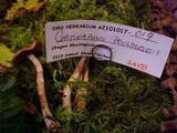 Cortinarius boulderensis image