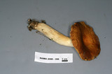 Russula lutea image