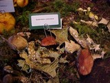 Gomphidius subroseus image