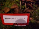 Inocybe hirsuta var. maxima image