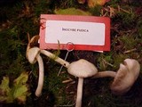 Inocybe whitei image