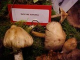 Inocybe sororia image