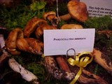 Phaeocollybia ammiratii image