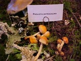 Pholiota astragalina image