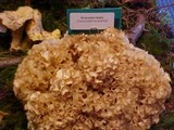 Sparassis crispa image