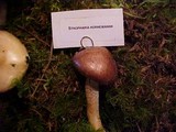 Stropharia hornemannii image