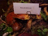 Suillus grevillei image