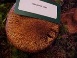 Suillus lakei image