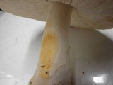 Amanita amerimuscaria image