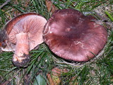 Tricholoma muricatum image