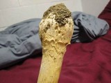 Amanita amerimuscaria image