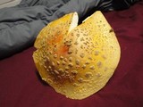 Amanita amerimuscaria image