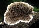 Trametes villosa image