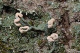 Cladonia peziziformis image