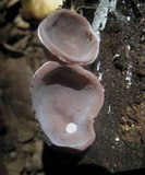 Auricularia nigricans image