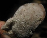 Auricularia nigricans image