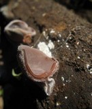 Auricularia nigricans image