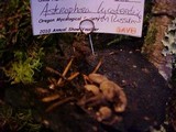 Asterophora lycoperdoides image