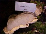 Albatrellus flettii image