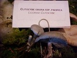Clitocybe odora image