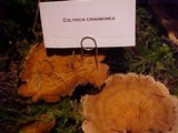 Coltricia perennis image