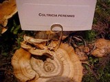 Coltricia perennis image