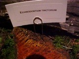 Echinodontium tinctorium image
