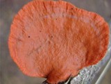 Pycnoporus sanguineus image