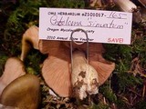 Entoloma sinuatum image