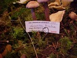 Laccaria bicolor image