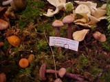 Laccaria bicolor image