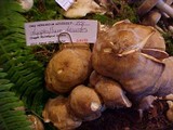Lyophyllum decastes image