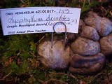 Lyophyllum decastes image