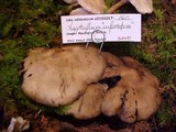 Lyophyllum infumatum image