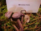 Mycena pura image