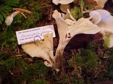 Pleurocybella porrigens image