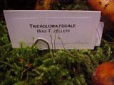 Tricholoma focale image