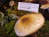 Tricholoma arvernense image