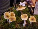 Tricholoma arvernense image