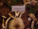 Tricholoma saponaceum image